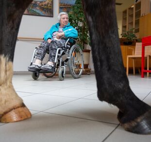 Asistenční_jednorožec_Sagi_leden_2022_Sue_Ryder_Radka_Kulhankova (25)