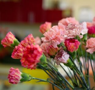 mezinarodni-den-senioru-2022-sue-ryder-radka-kulhankova-1