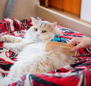 Benji 5. návštěva (2)