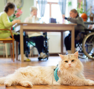 Benji 5. návštěva (20)