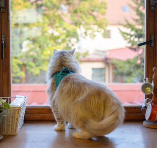 Kocour Benjí 6. návštěva Radka Kulhánková (1)