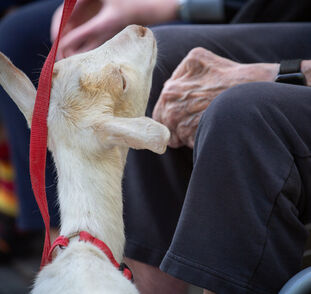 Zvířátka z Boušic 2024 Radka Kulhánková (22)