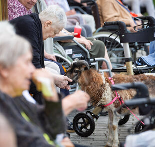 Zvířátka z Boušic 2024 Radka Kulhánková (41)