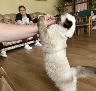 Felinoterapie Sue Ryder Dobby 09 2025 (6)