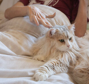 Felinoterapie listopad 2024 Radka Kulhánková (17)