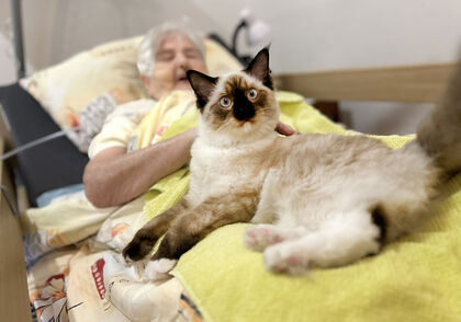 Benjamín, Flynn a Dobby: kocouří kolegové, co umí rozzářit den